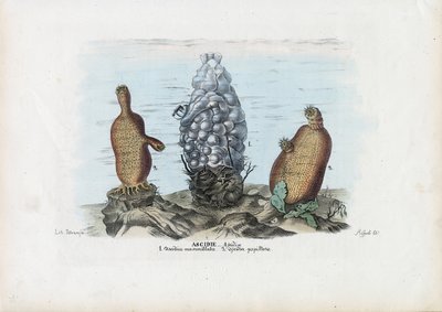 Sea Squirts by Raimundo Petraroja